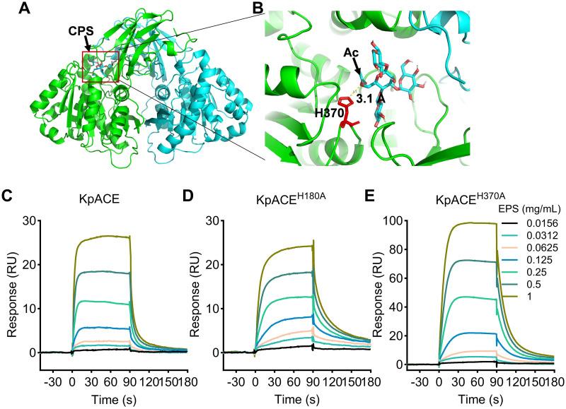 https://cdn.ncbi.nlm.nih.gov/pmc/blobs/183e/11556721/473b6ab1b9a6/ppat.1012675.g004.jpg