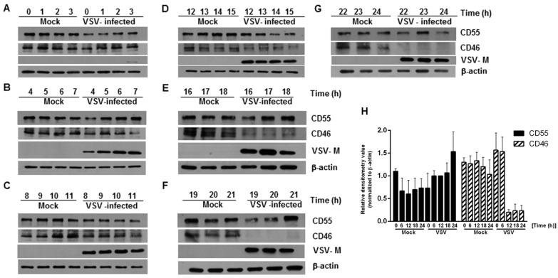 https://cdn.ncbi.nlm.nih.gov/pmc/blobs/183f/7996768/2de0903529f1/viruses-13-00373-g001.jpg