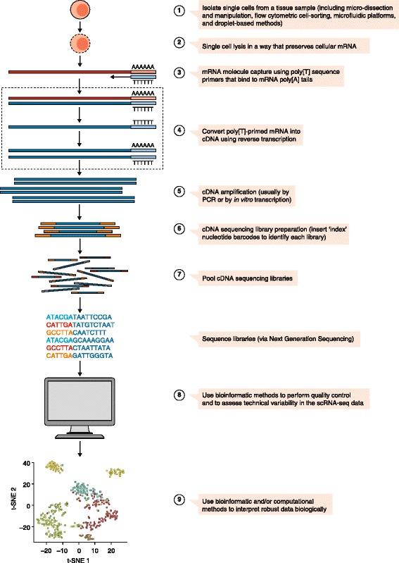 https://cdn.ncbi.nlm.nih.gov/pmc/blobs/1844/5561556/fe6ebb48050f/13073_2017_467_Fig1_HTML.jpg