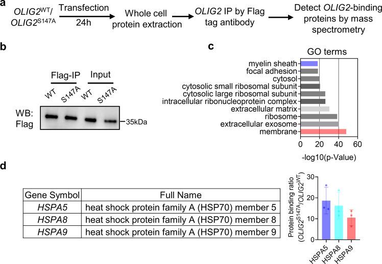 https://cdn.ncbi.nlm.nih.gov/pmc/blobs/1845/9568531/c957214da005/42003_2022_4043_Fig5_HTML.jpg