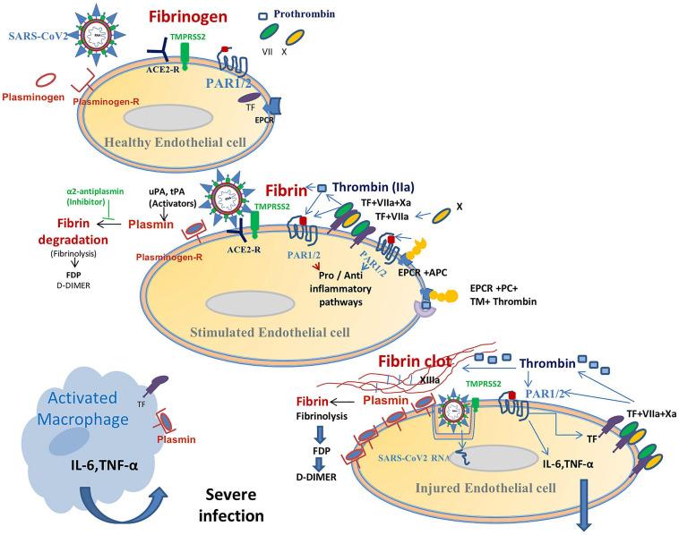 https://cdn.ncbi.nlm.nih.gov/pmc/blobs/1846/7772395/b0aea7217f56/fphys-11-596057-g002.jpg