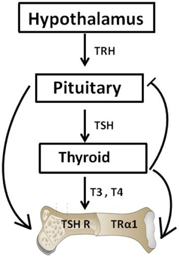 https://cdn.ncbi.nlm.nih.gov/pmc/blobs/1847/5632520/9fab65208b5d/fendo-08-00252-g001.jpg
