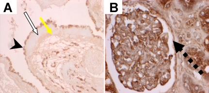 https://cdn.ncbi.nlm.nih.gov/pmc/blobs/1849/2676197/0cb8ca17404f/mv-v15-906-f2.jpg