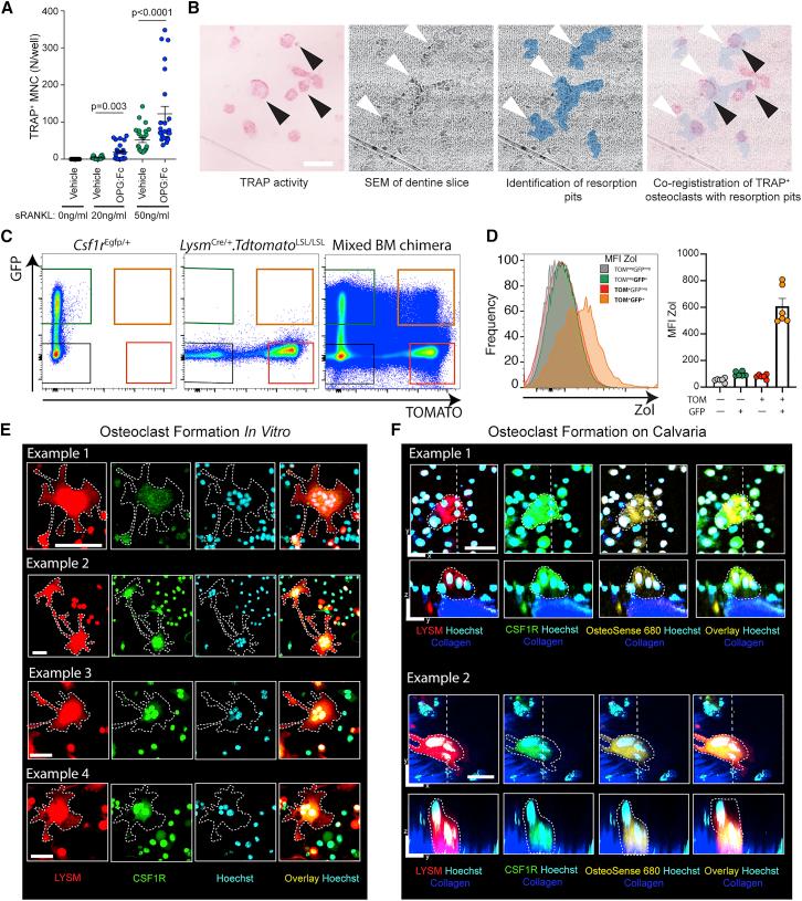 https://cdn.ncbi.nlm.nih.gov/pmc/blobs/184a/7938889/c4d95dfe37a6/gr6.jpg