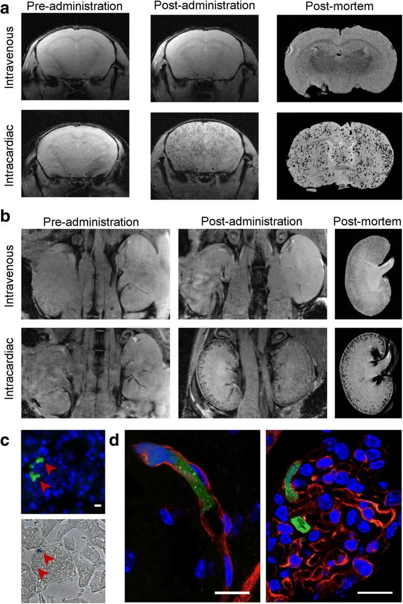 https://cdn.ncbi.nlm.nih.gov/pmc/blobs/184d/6264053/4a930b1bff74/13287_2018_1076_Fig2_HTML.jpg