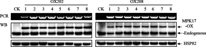 https://cdn.ncbi.nlm.nih.gov/pmc/blobs/184f/9349333/157bcf5d2861/12284_2022_590_Fig4_HTML.jpg