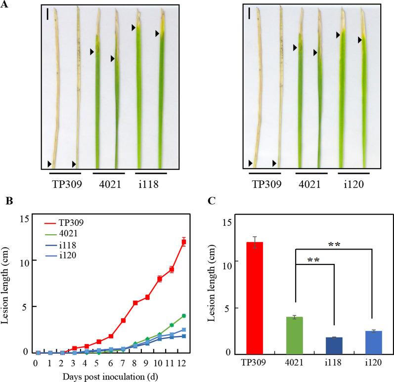 https://cdn.ncbi.nlm.nih.gov/pmc/blobs/184f/9349333/ee140cd82765/12284_2022_590_Fig6_HTML.jpg