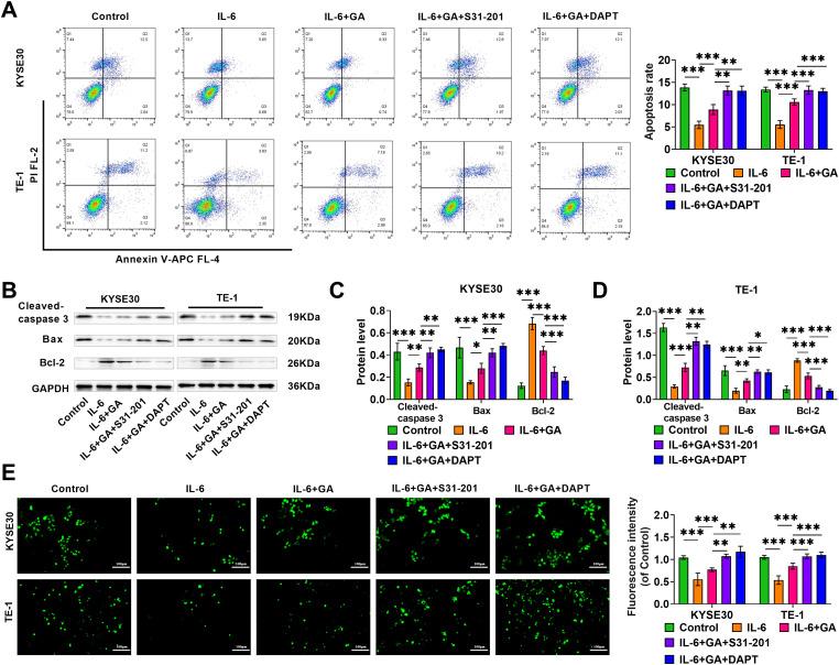 https://cdn.ncbi.nlm.nih.gov/pmc/blobs/1854/12144628/438d0dda01c5/OncolRes-33-60151-f004.jpg