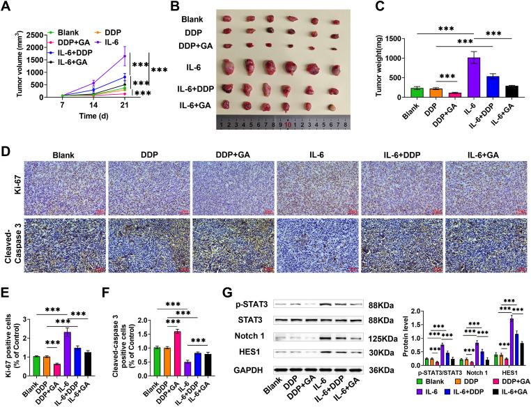 https://cdn.ncbi.nlm.nih.gov/pmc/blobs/1854/12144628/a31396aa3914/OncolRes-33-60151-f006.jpg