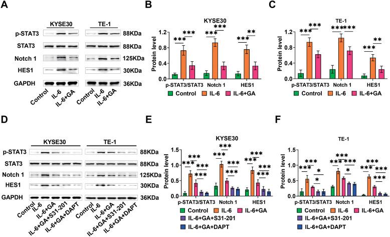 https://cdn.ncbi.nlm.nih.gov/pmc/blobs/1854/12144628/c1a667d6071a/OncolRes-33-60151-f002.jpg