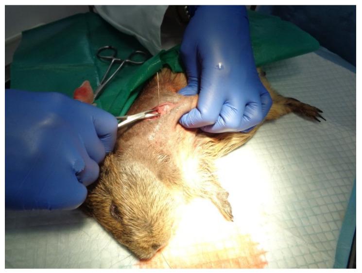 https://cdn.ncbi.nlm.nih.gov/pmc/blobs/1856/11050673/b31bf3d65406/ijms-25-04249-g012.jpg