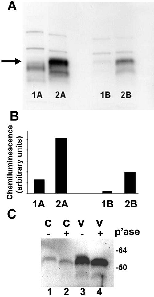 https://cdn.ncbi.nlm.nih.gov/pmc/blobs/185b/2503184/ac07173176fa/mv-v13-66-f11.jpg