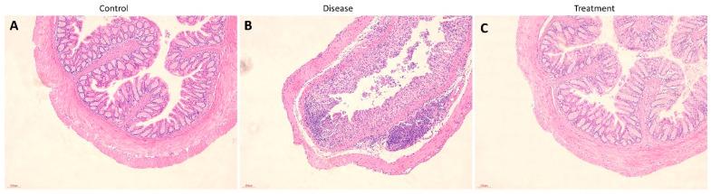 https://cdn.ncbi.nlm.nih.gov/pmc/blobs/185c/11428821/7e5877f39e22/biomedicines-12-02036-g008.jpg