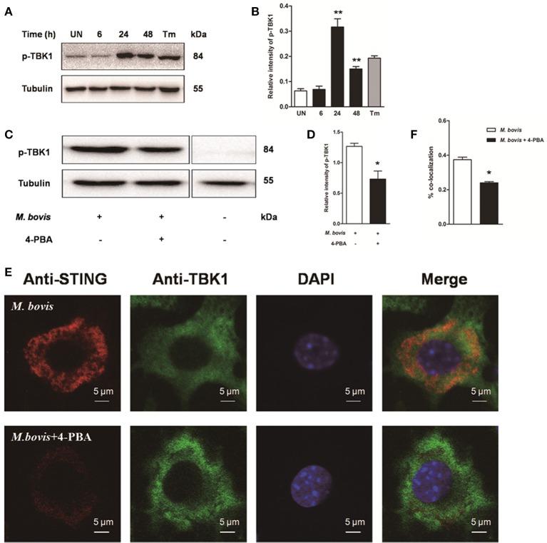 https://cdn.ncbi.nlm.nih.gov/pmc/blobs/185c/5149527/0f6a9cf01633/fcimb-06-00182-g0005.jpg