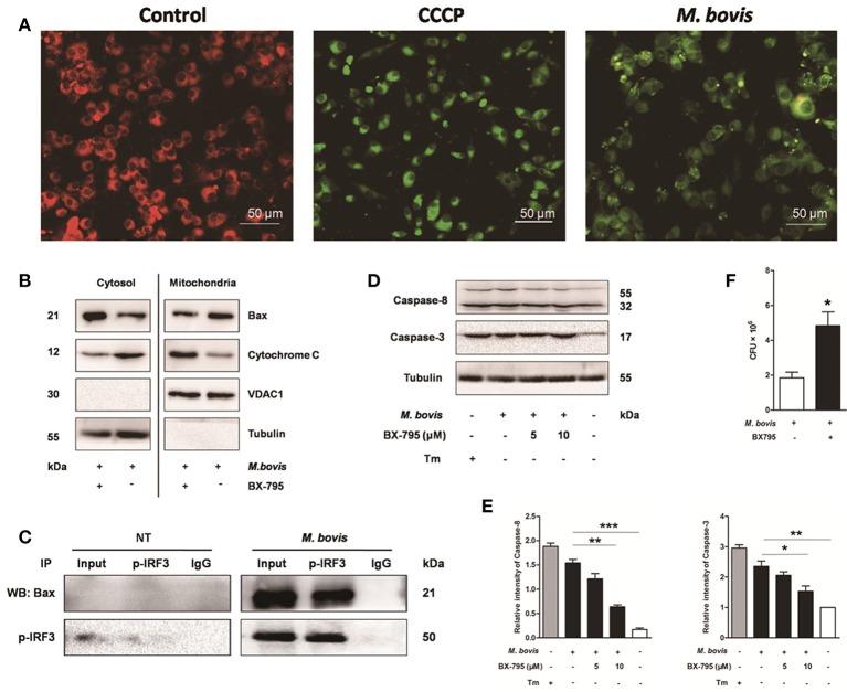 https://cdn.ncbi.nlm.nih.gov/pmc/blobs/185c/5149527/c666959fc18d/fcimb-06-00182-g0006.jpg