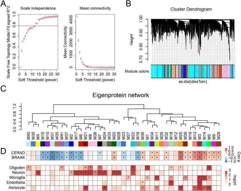 https://cdn.ncbi.nlm.nih.gov/pmc/blobs/185d/11496171/77cb9621a9b5/fnagi-16-1412222-g003.jpg