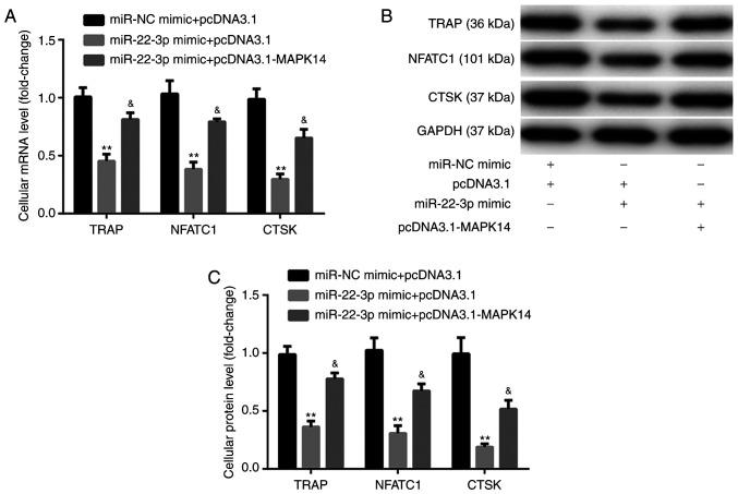 https://cdn.ncbi.nlm.nih.gov/pmc/blobs/185d/8112124/21a73040834a/etm-22-01-10124-g05.jpg