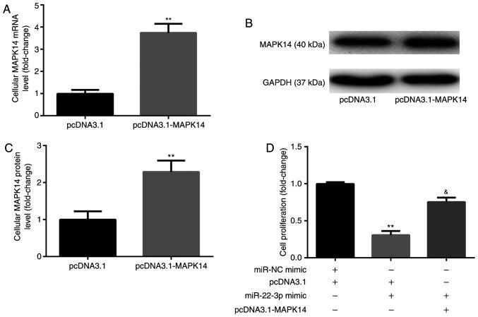 https://cdn.ncbi.nlm.nih.gov/pmc/blobs/185d/8112124/27680fc0f851/etm-22-01-10124-g03.jpg