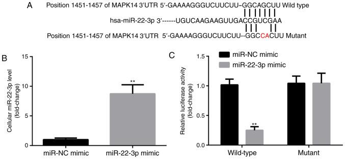 https://cdn.ncbi.nlm.nih.gov/pmc/blobs/185d/8112124/a0f7914e55a2/etm-22-01-10124-g01.jpg