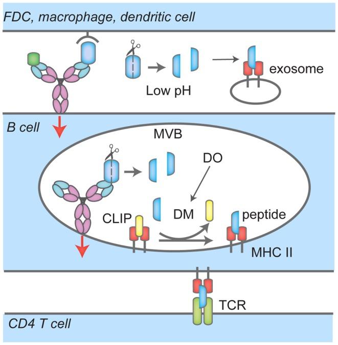 https://cdn.ncbi.nlm.nih.gov/pmc/blobs/186b/3948085/e0cb28927bf3/fimmu-05-00092-g002.jpg