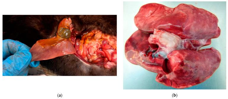 https://cdn.ncbi.nlm.nih.gov/pmc/blobs/186e/10854788/6e533d70646c/animals-14-00436-g001.jpg