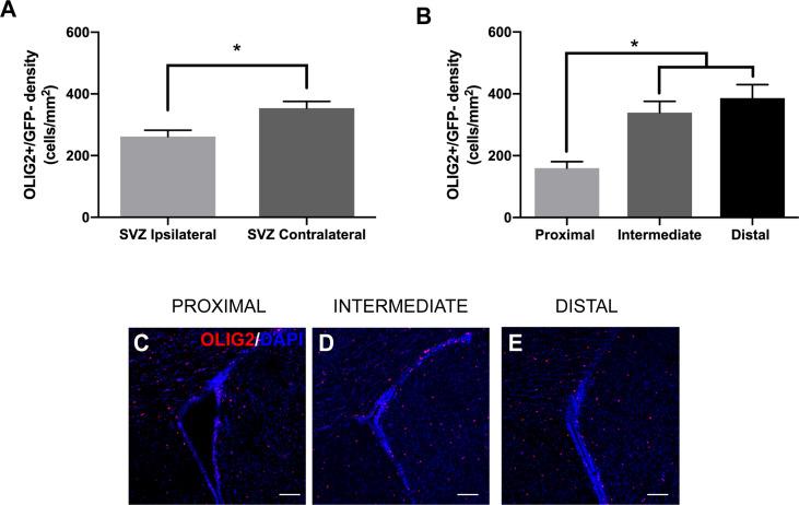 https://cdn.ncbi.nlm.nih.gov/pmc/blobs/186e/8277421/8eeb092e7de2/fonc-11-650316-g005.jpg