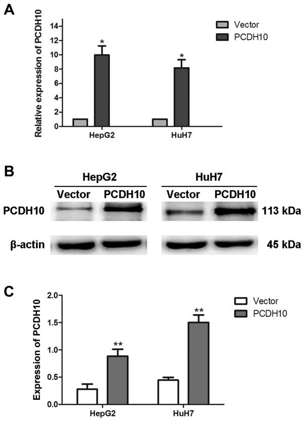 https://cdn.ncbi.nlm.nih.gov/pmc/blobs/186f/5442397/67e1bbc188d5/OR-37-06-3167-g01.jpg