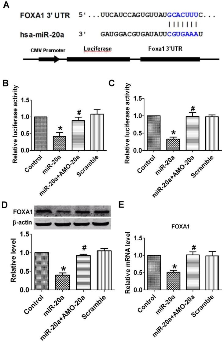 https://cdn.ncbi.nlm.nih.gov/pmc/blobs/1872/4159688/0c81952d6685/ijbsv10p0973g005.jpg