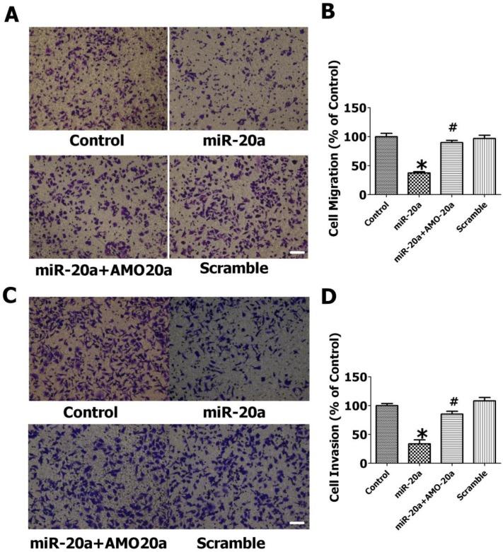 https://cdn.ncbi.nlm.nih.gov/pmc/blobs/1872/4159688/836c2c44aaf5/ijbsv10p0973g004.jpg
