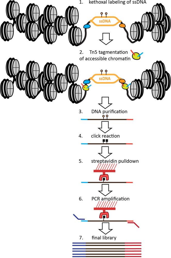 https://cdn.ncbi.nlm.nih.gov/pmc/blobs/1877/12067302/0caf096bc260/BioProtoc-15-9-5306-g001.jpg