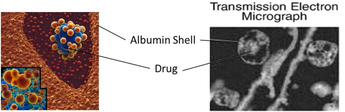 https://cdn.ncbi.nlm.nih.gov/pmc/blobs/187b/10726258/bd653ac78525/gr9.jpg