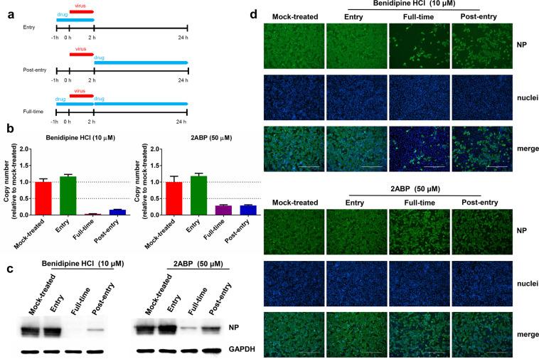 https://cdn.ncbi.nlm.nih.gov/pmc/blobs/1880/7752915/6fc6fb29015f/41421_2020_235_Fig3_HTML.jpg