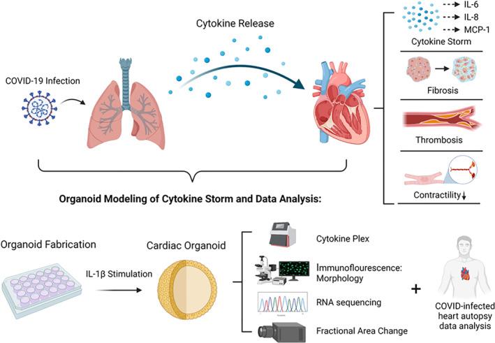 https://cdn.ncbi.nlm.nih.gov/pmc/blobs/1880/9350263/d5f7462c5f72/TERM-16-799-g007.jpg