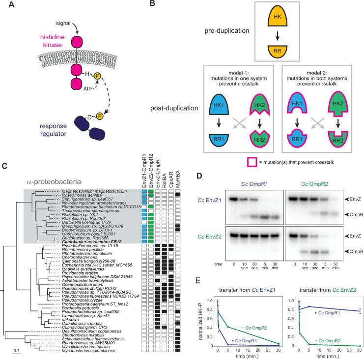 https://cdn.ncbi.nlm.nih.gov/pmc/blobs/1881/9208753/c6b587968726/elife-77346-fig1.jpg