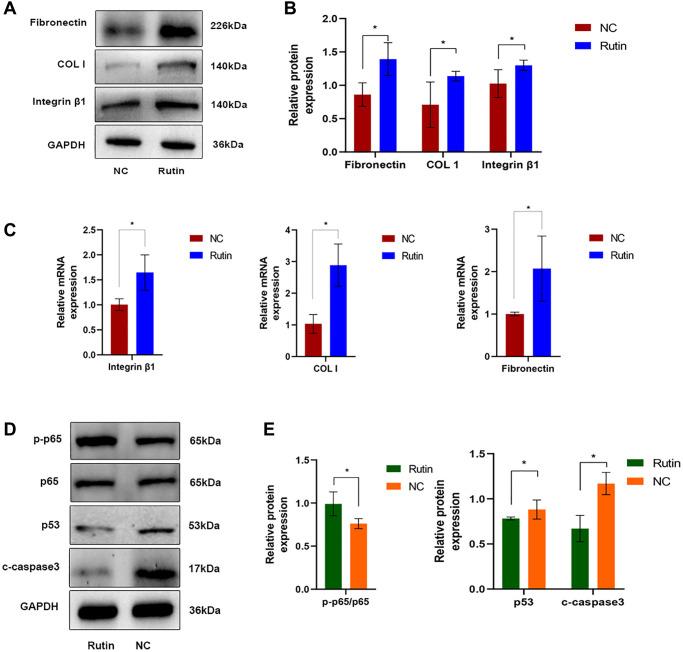 https://cdn.ncbi.nlm.nih.gov/pmc/blobs/1886/10929794/245a8bede2ed/aging-16-205546-g007.jpg