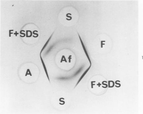 https://cdn.ncbi.nlm.nih.gov/pmc/blobs/1886/1910851/d48d4fe3bdcd/amjpathol00476-0079-a.jpg