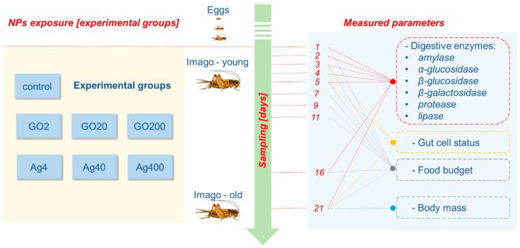 https://cdn.ncbi.nlm.nih.gov/pmc/blobs/188a/10888715/4390ea291de1/insects-15-00089-sch001.jpg