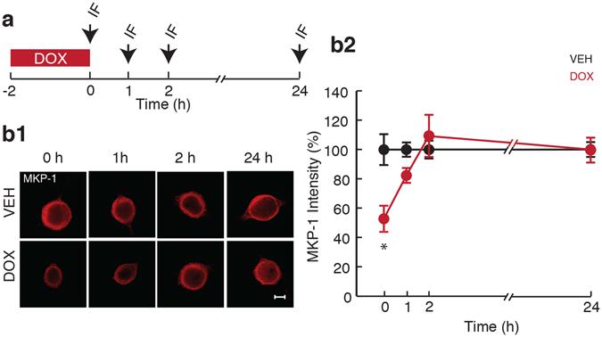https://cdn.ncbi.nlm.nih.gov/pmc/blobs/188d/5495788/491c8aa9e631/41598_2017_4634_Fig3_HTML.jpg
