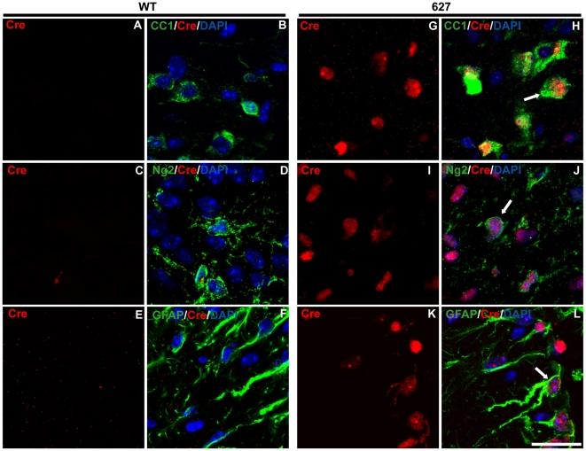 https://cdn.ncbi.nlm.nih.gov/pmc/blobs/1890/3091881/a6a8bdd83da0/pone.0019772.g004.jpg