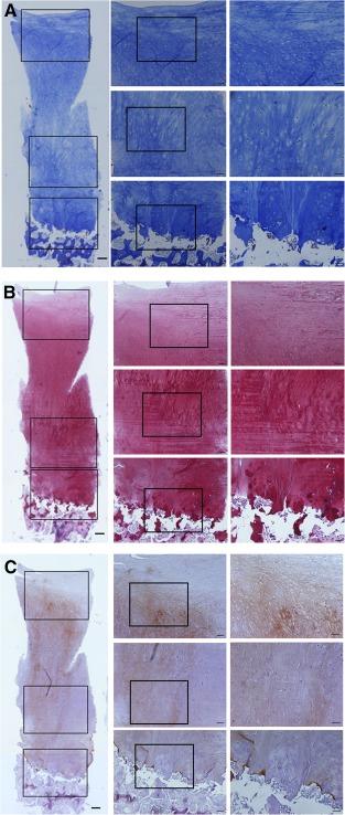 https://cdn.ncbi.nlm.nih.gov/pmc/blobs/1890/5442809/9bb92d53bbd5/SCT3-6-613-g002.jpg