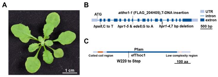 https://cdn.ncbi.nlm.nih.gov/pmc/blobs/1891/8619553/8652371c89ce/ijms-22-12197-g003.jpg