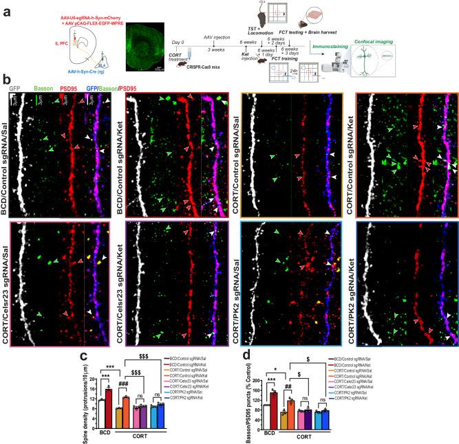 https://cdn.ncbi.nlm.nih.gov/pmc/blobs/1892/11165002/c6511cef56eb/41467_2024_48257_Fig6_HTML.jpg