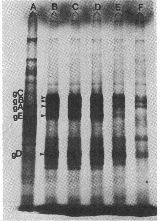 https://cdn.ncbi.nlm.nih.gov/pmc/blobs/1898/186049/ca8f703c72b8/aac00203-0151-a.jpg