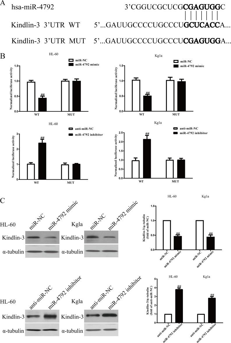 https://cdn.ncbi.nlm.nih.gov/pmc/blobs/1898/7851533/064f5773e6fe/OR-28-357-g004.jpg
