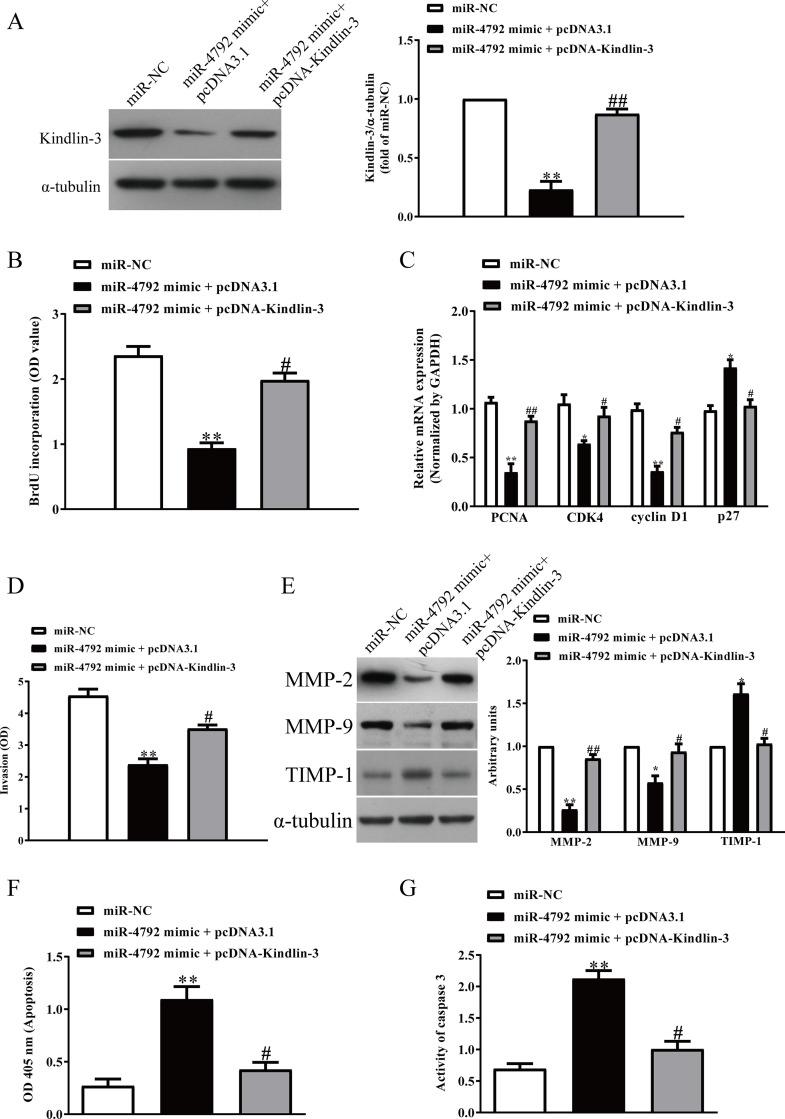 https://cdn.ncbi.nlm.nih.gov/pmc/blobs/1898/7851533/e78e418fd784/OR-28-357-g006.jpg