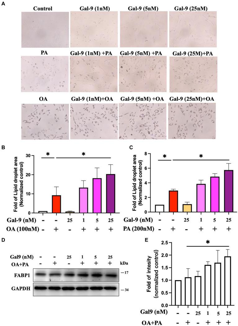 https://cdn.ncbi.nlm.nih.gov/pmc/blobs/1899/10869587/5374e5b09618/fmed-11-1347268-g003.jpg