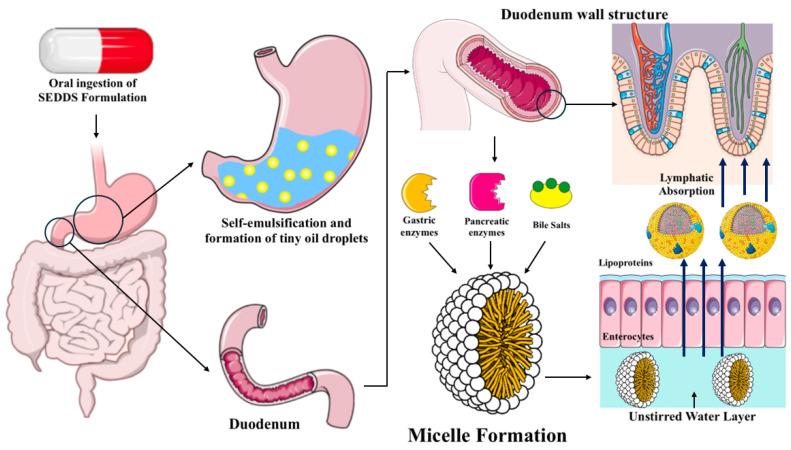 https://cdn.ncbi.nlm.nih.gov/pmc/blobs/1899/11768142/e306c011078d/pharmaceutics-17-00063-g002.jpg