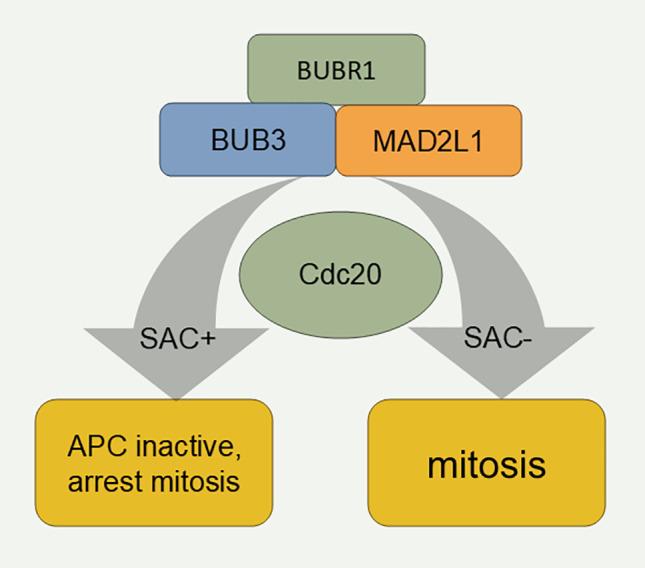 https://cdn.ncbi.nlm.nih.gov/pmc/blobs/189e/12144634/05e69c7736ba/OncolRes-33-58760-f003.jpg