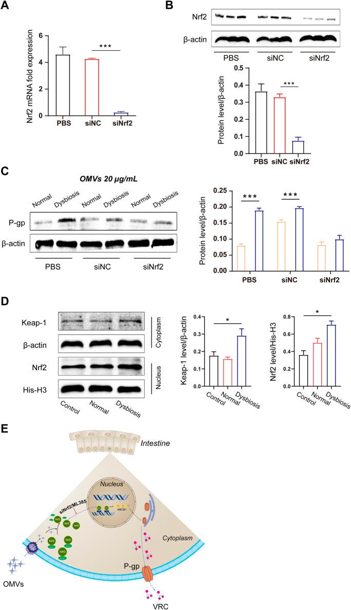 https://cdn.ncbi.nlm.nih.gov/pmc/blobs/18a0/11738772/8dd110b24684/fphar-15-1522271-g005.jpg