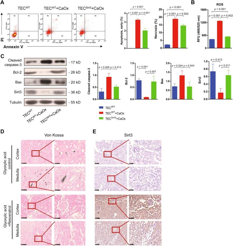 https://cdn.ncbi.nlm.nih.gov/pmc/blobs/18a0/6377683/8fddc0ce2e1d/41419_2018_1169_Fig3_HTML.jpg